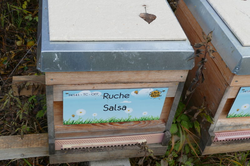 La ruche Salsa