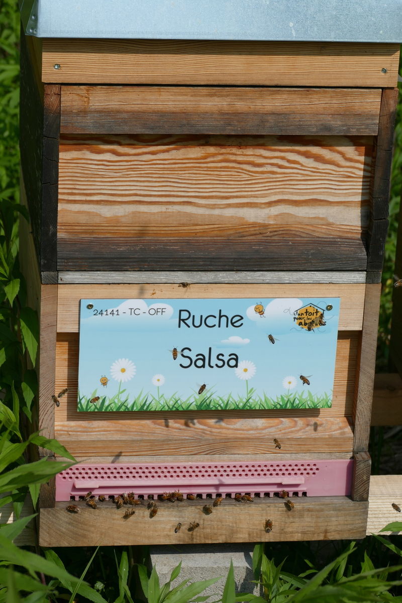 La ruche Salsa