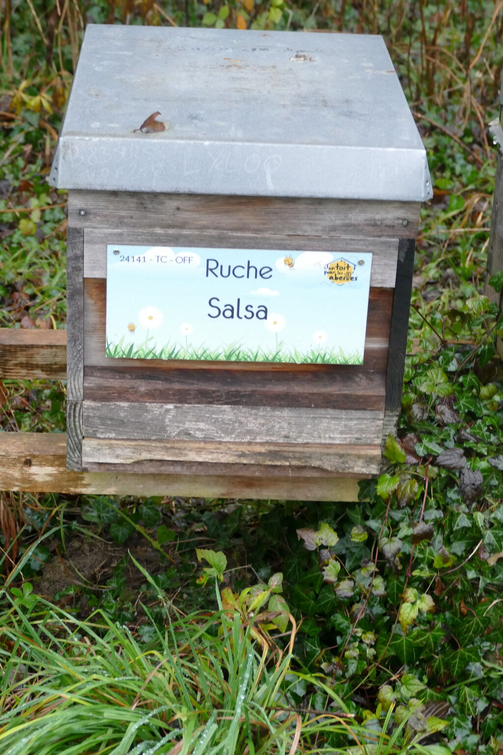 La ruche Salsa