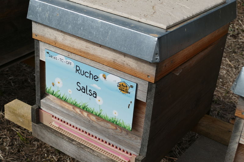 La ruche Salsa