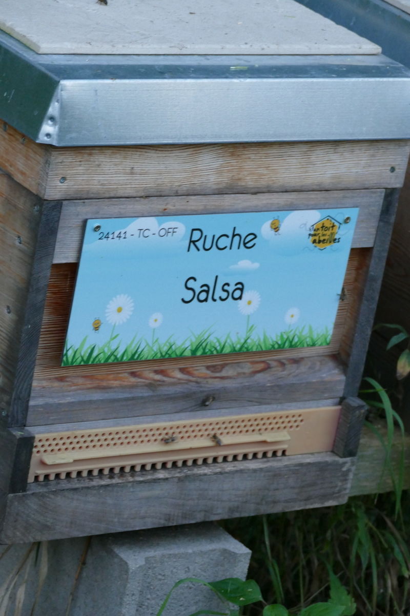La ruche Salsa