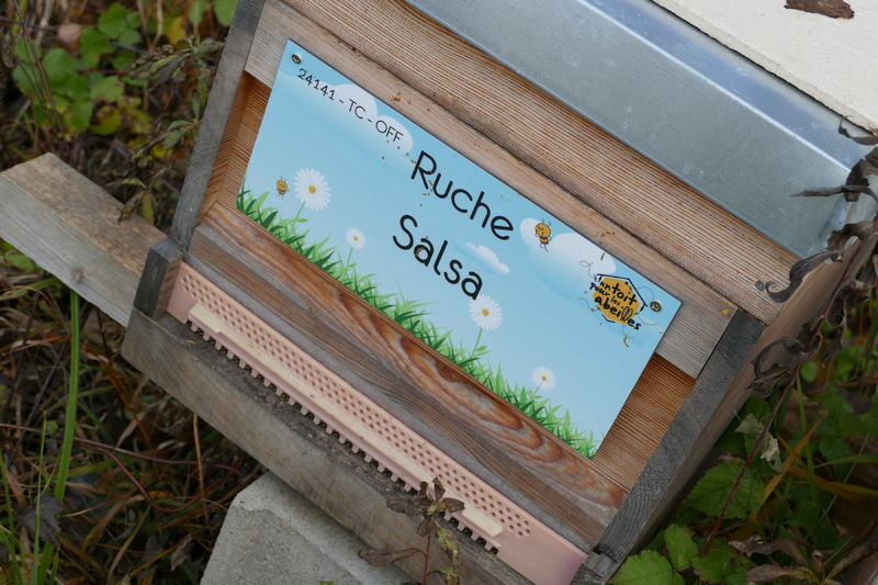 La ruche Salsa