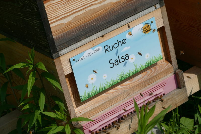 La ruche Salsa