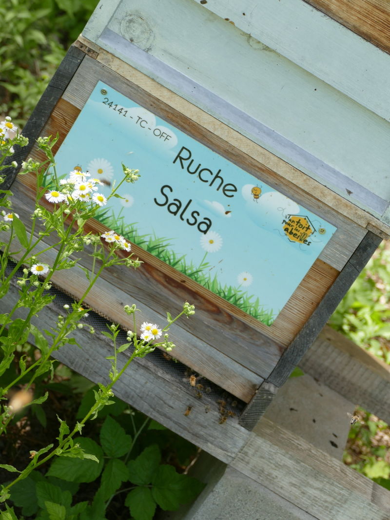 La ruche Salsa