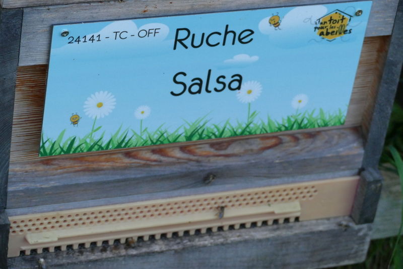 La ruche Salsa