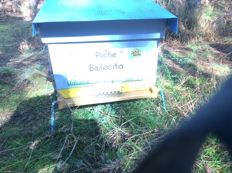 La ruche Bailecito
