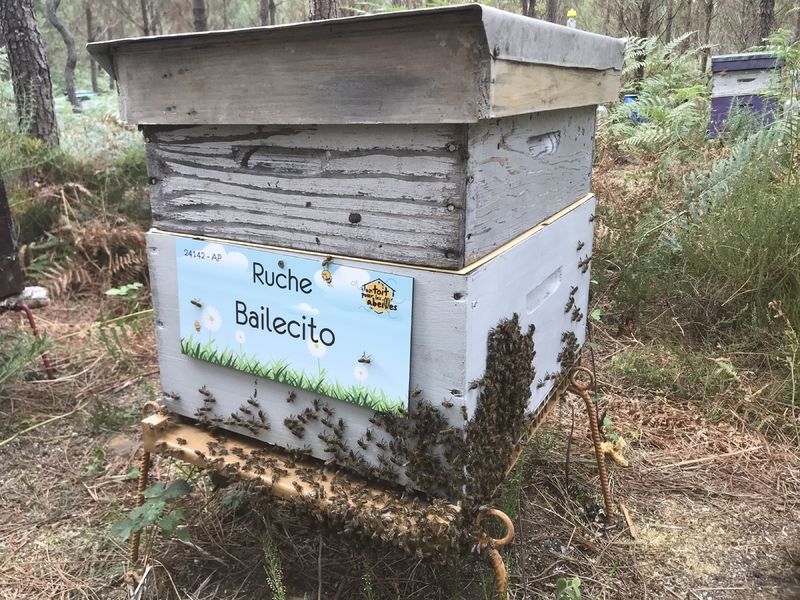 La ruche Bailecito