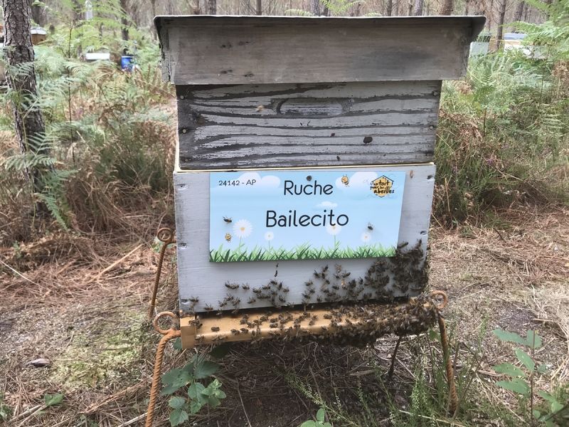 La ruche Bailecito