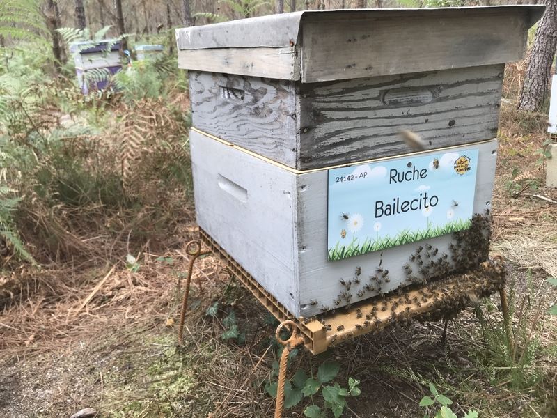 La ruche Bailecito