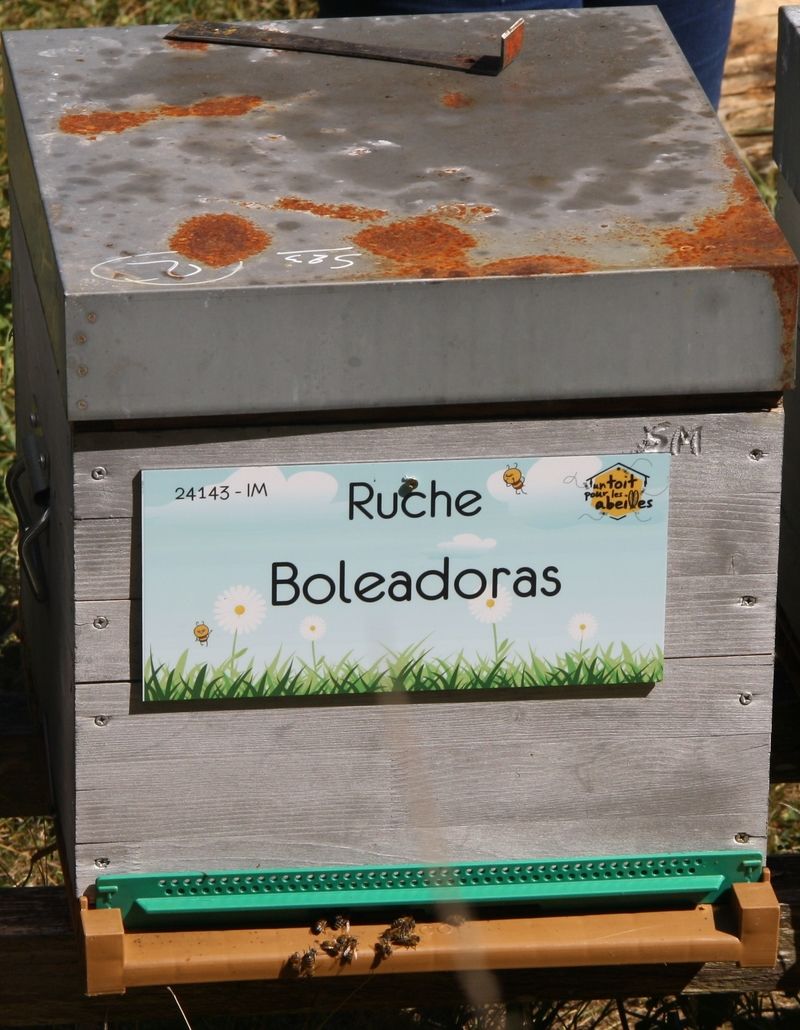 La ruche Boleadoras