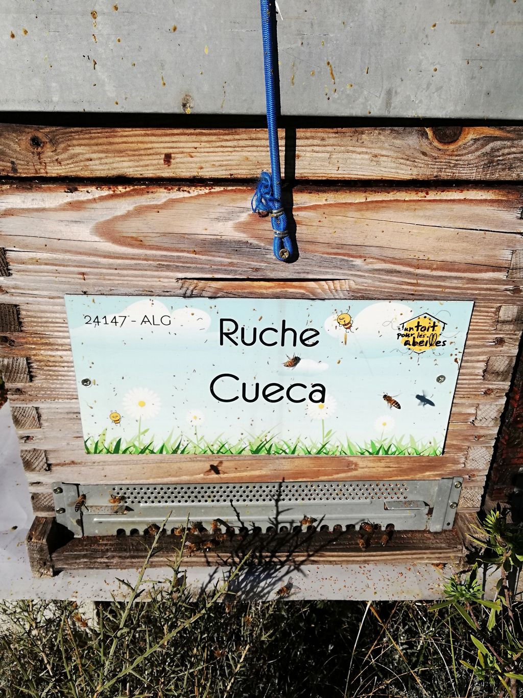 La ruche Cueca