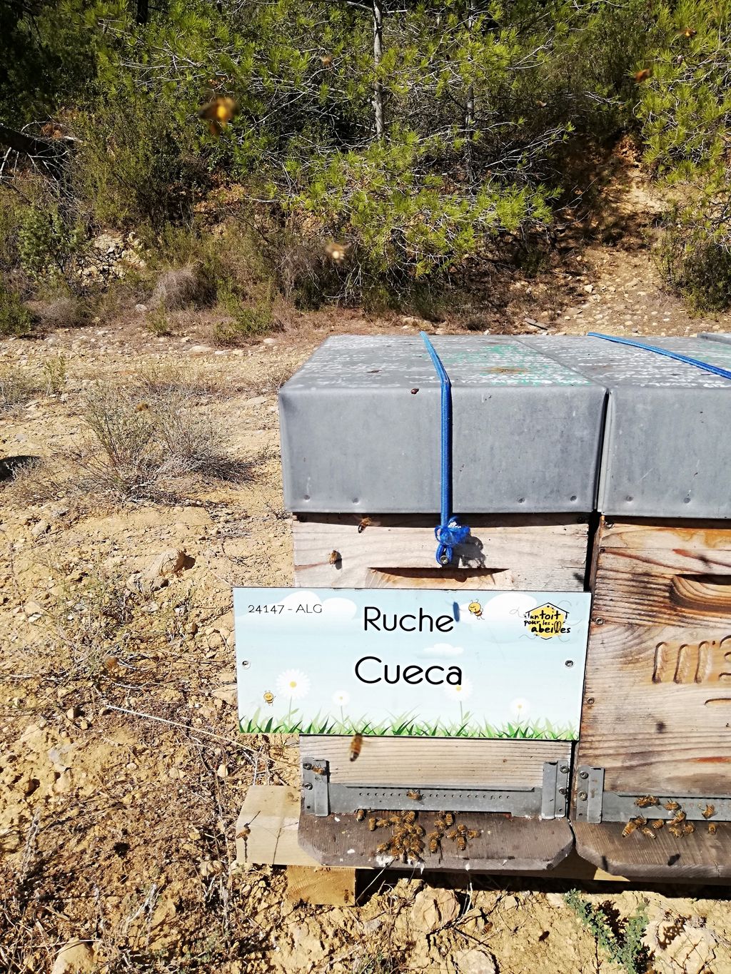 La ruche Cueca