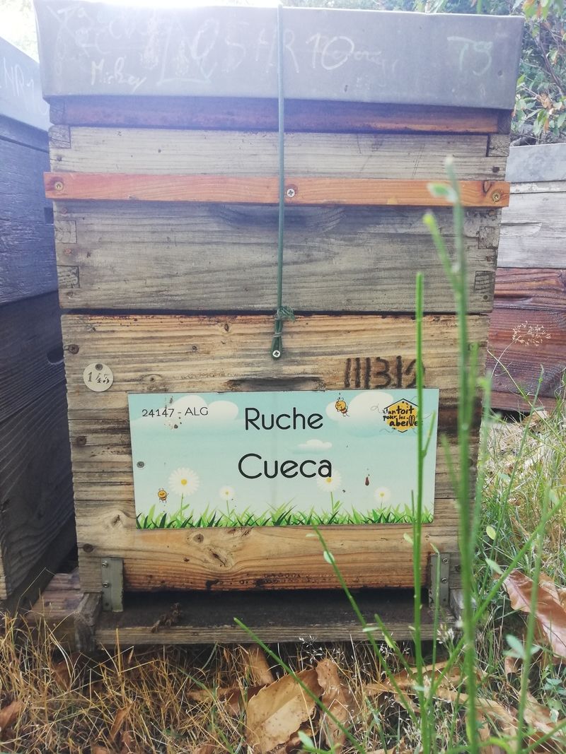 La ruche Cueca