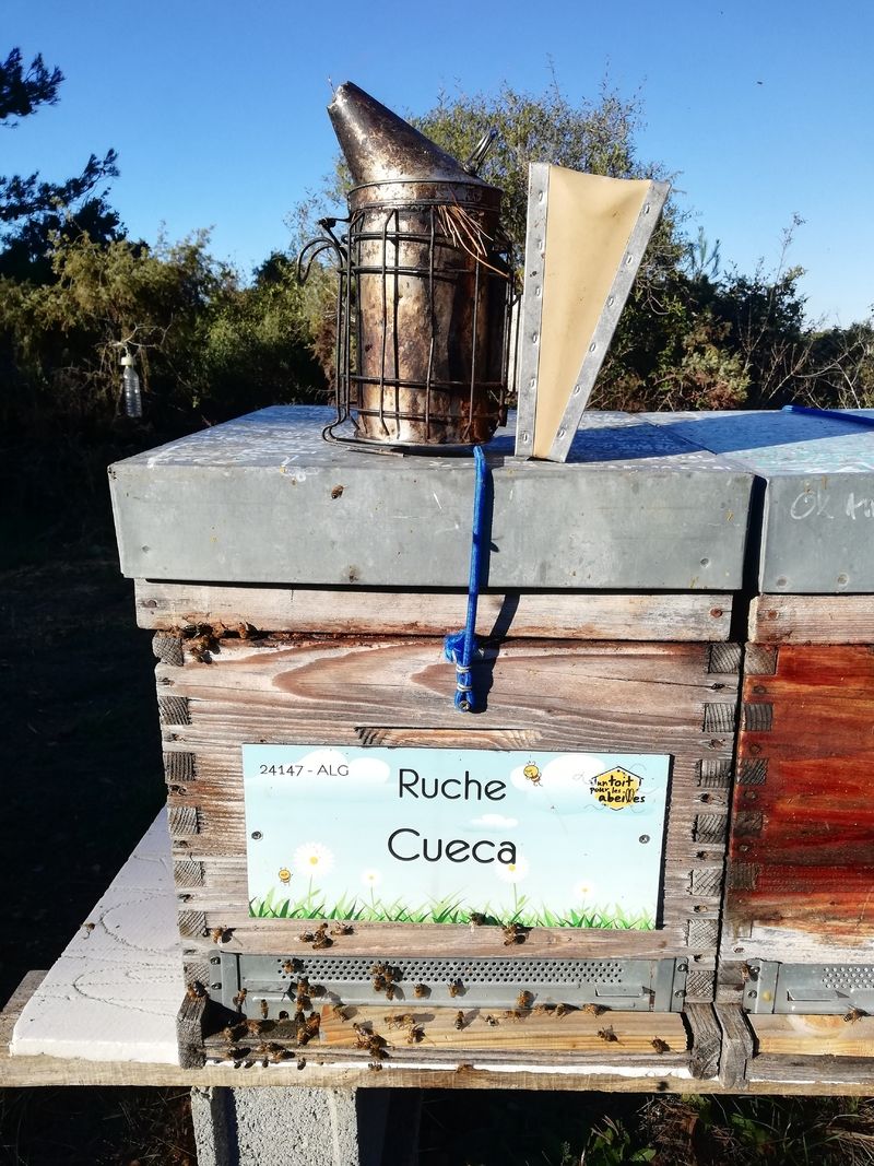 La ruche Cueca