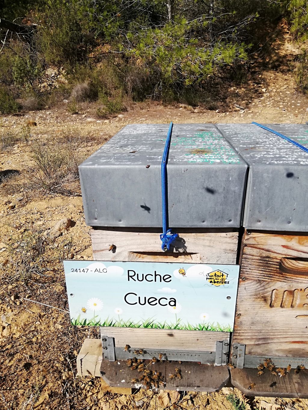 La ruche Cueca