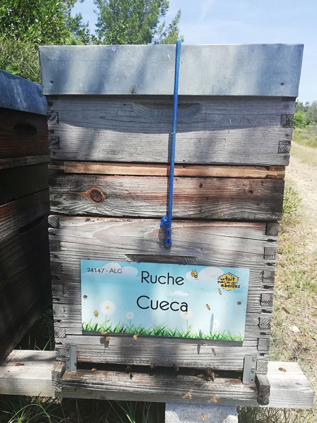 La ruche Cueca