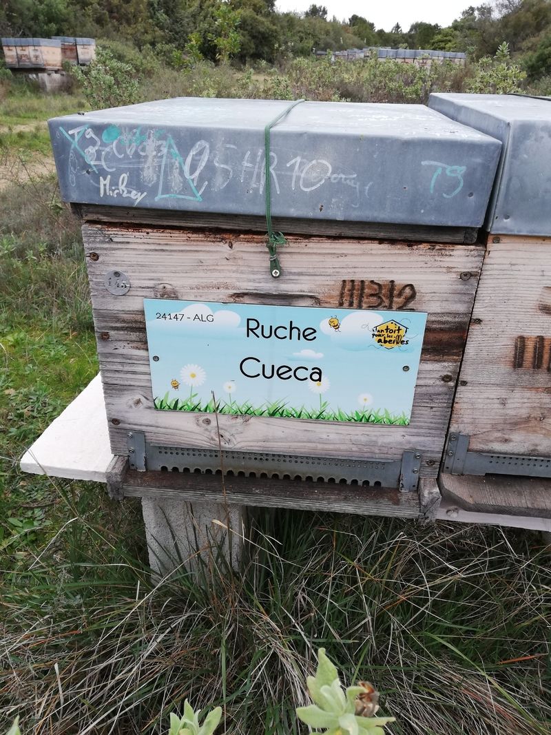 La ruche Cueca