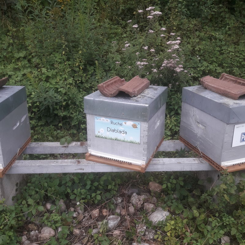 La ruche Diablada