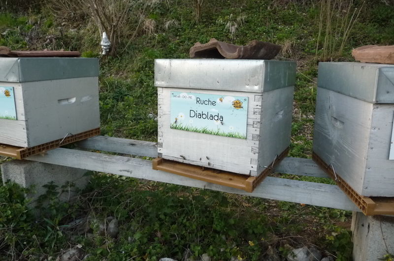 La ruche Diablada