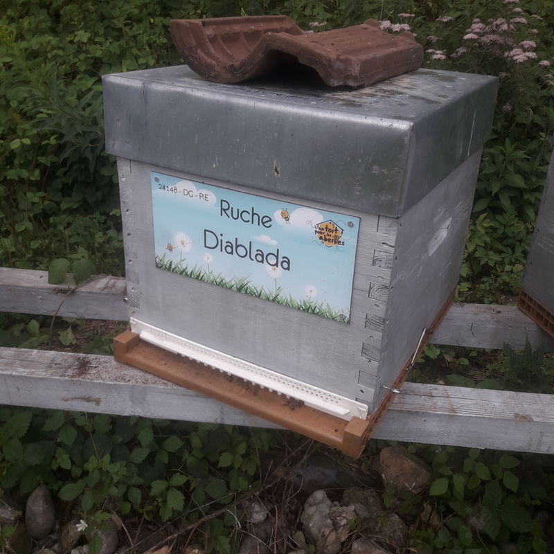 La ruche Diablada