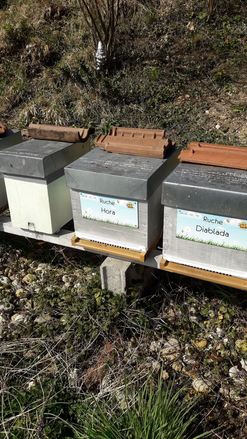 La ruche Diablada