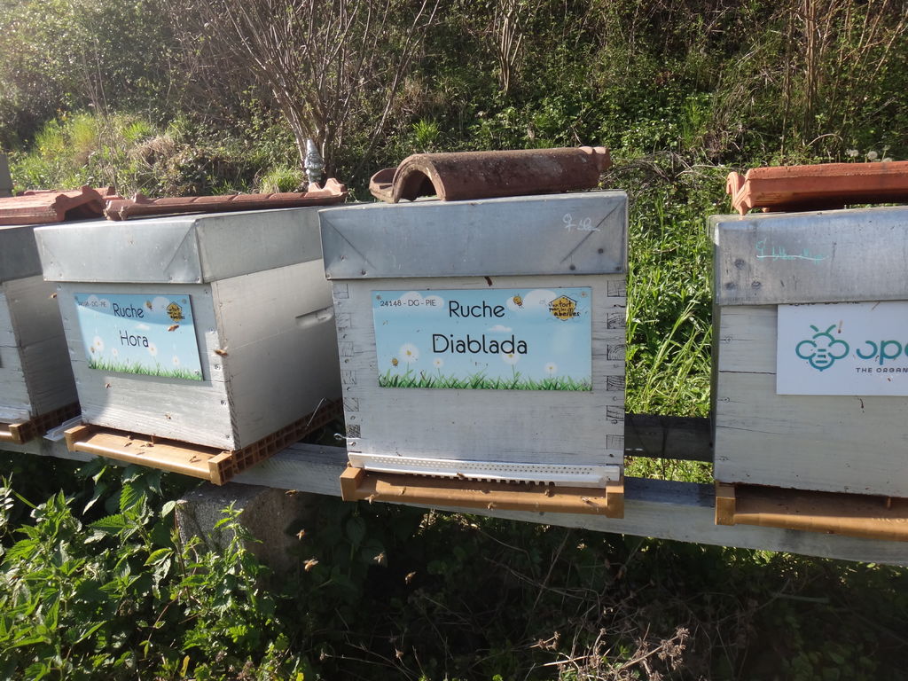 La ruche Diablada