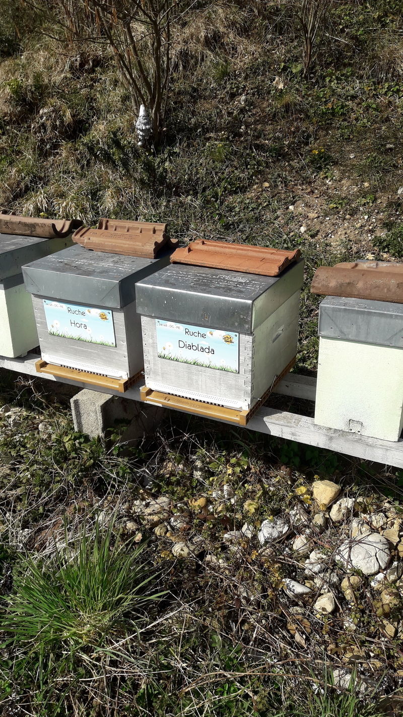 La ruche Diablada