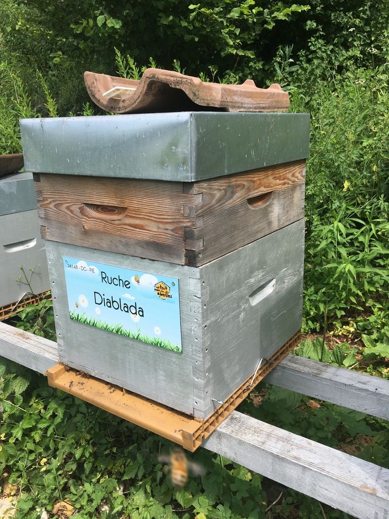 La ruche Diablada