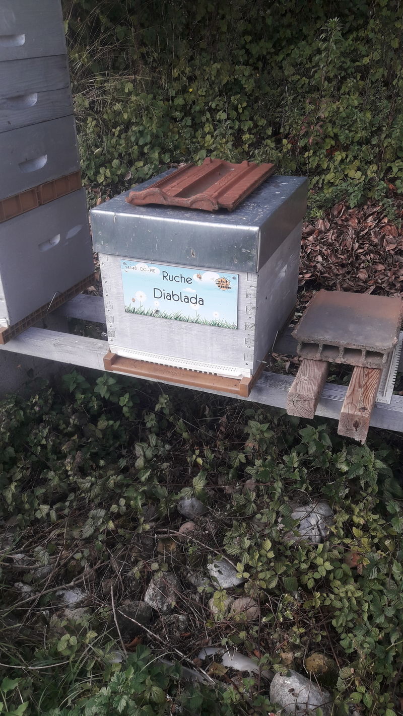 La ruche Diablada