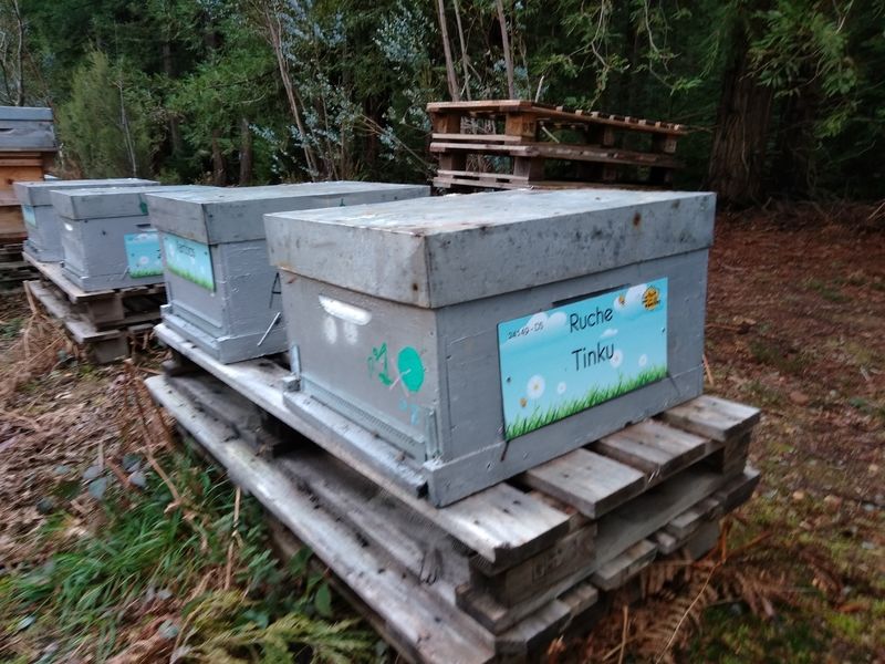 La ruche Tinku