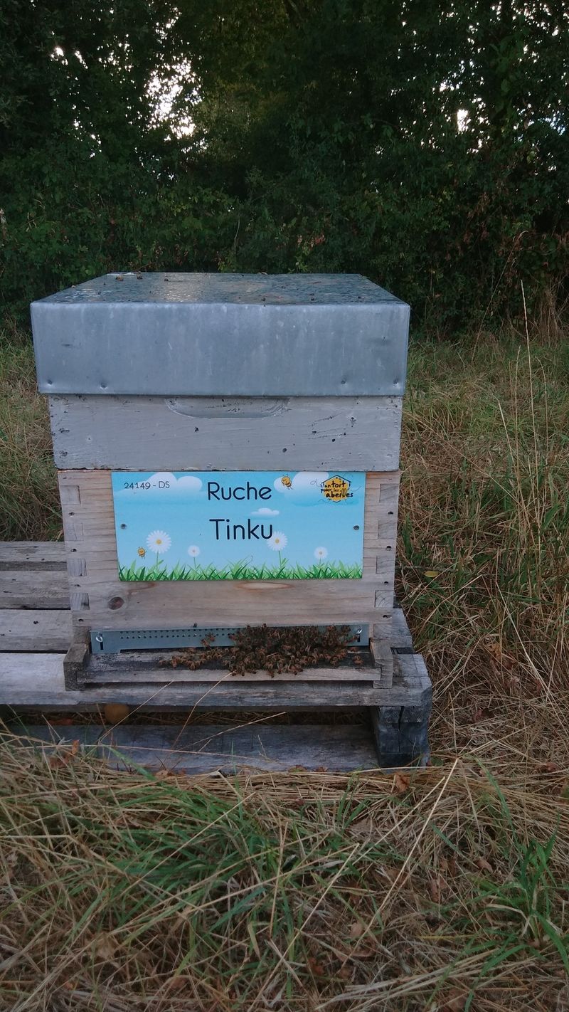 La ruche Tinku