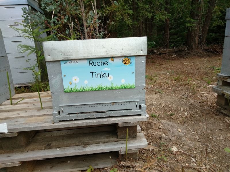 La ruche Tinku