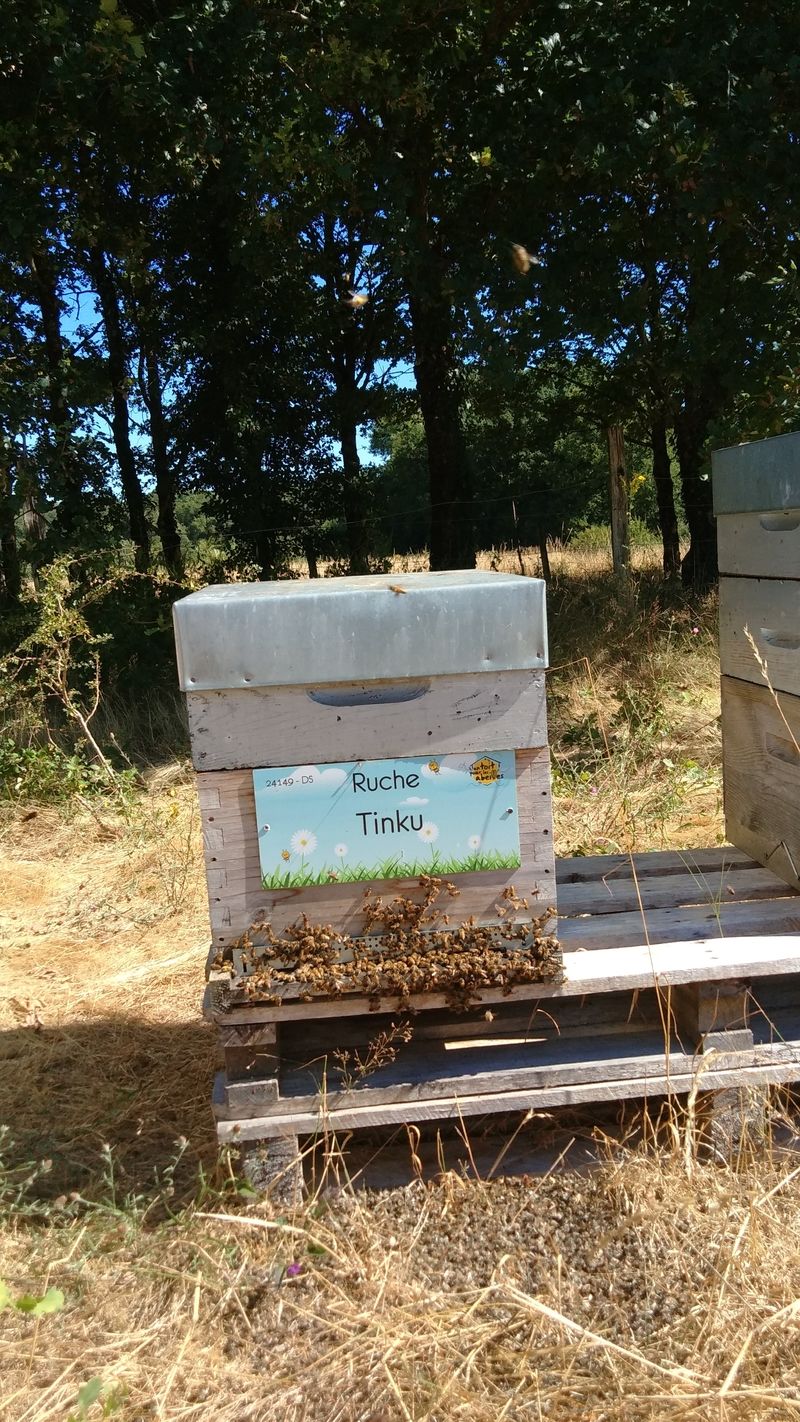 La ruche Tinku