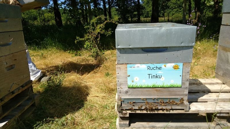La ruche Tinku