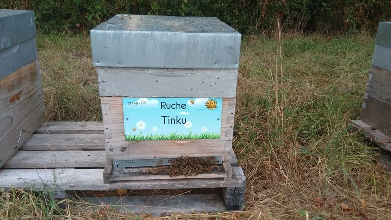 La ruche Tinku