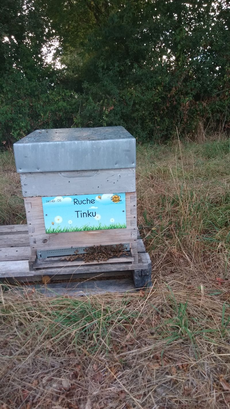 La ruche Tinku