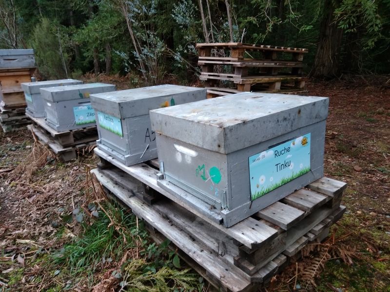 La ruche Tinku