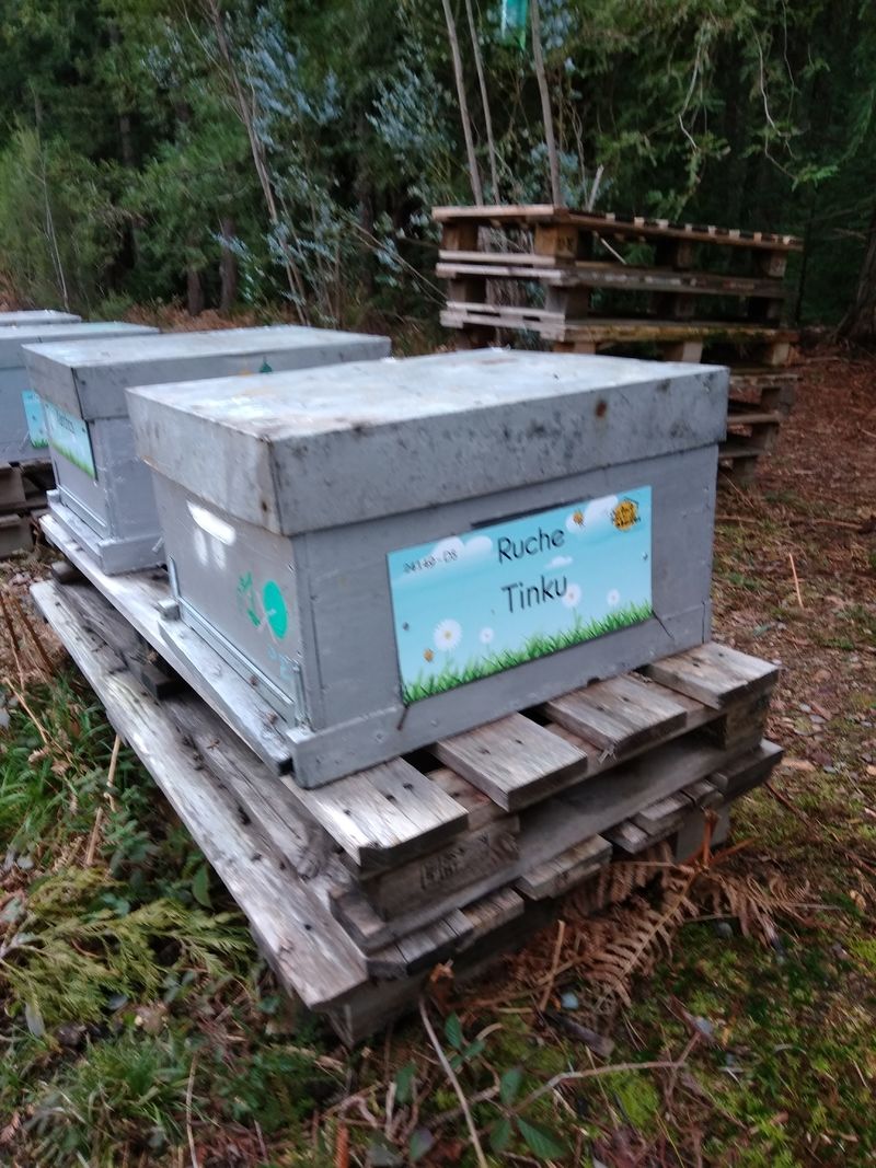 La ruche Tinku