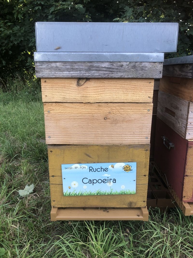 La ruche Capoeira