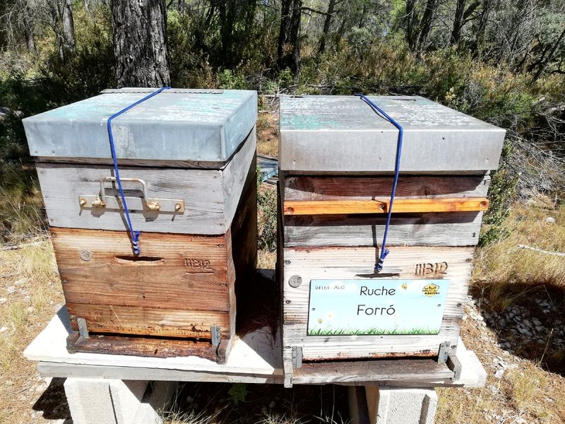 La ruche Forró