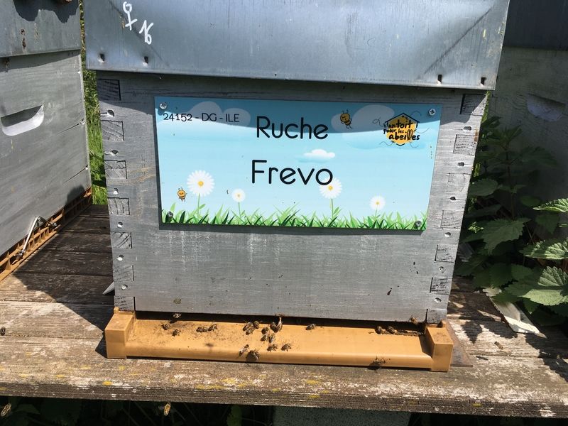 La ruche Frevo