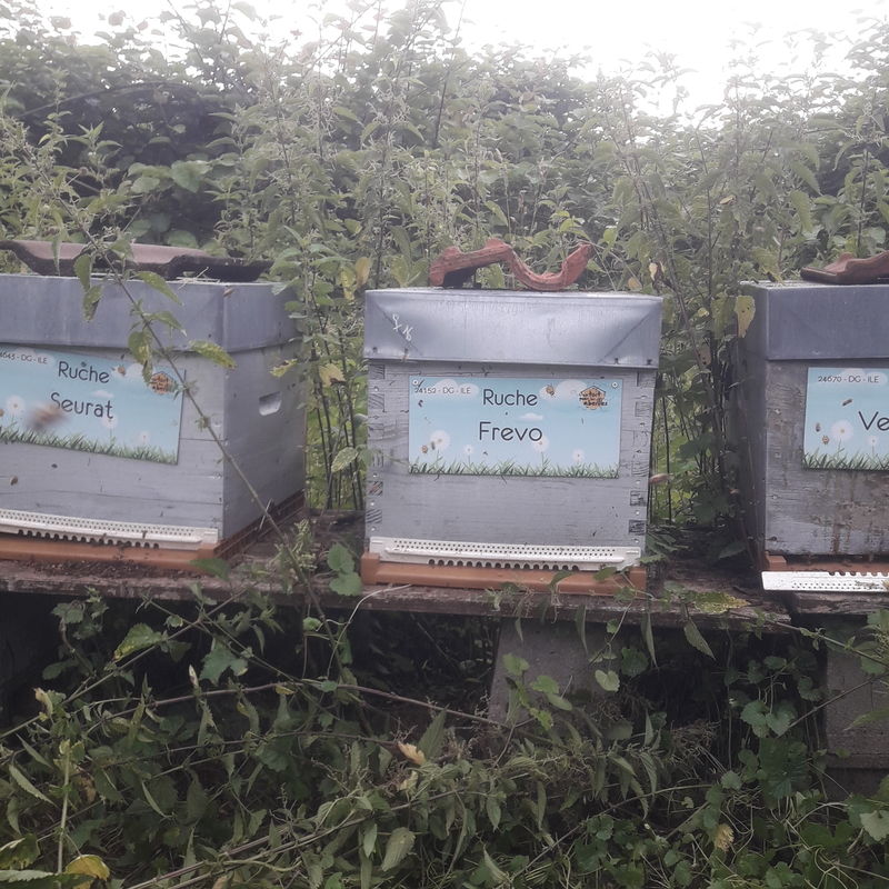 La ruche Frevo