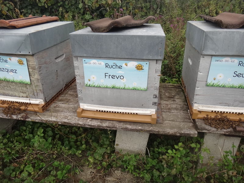 La ruche Frevo