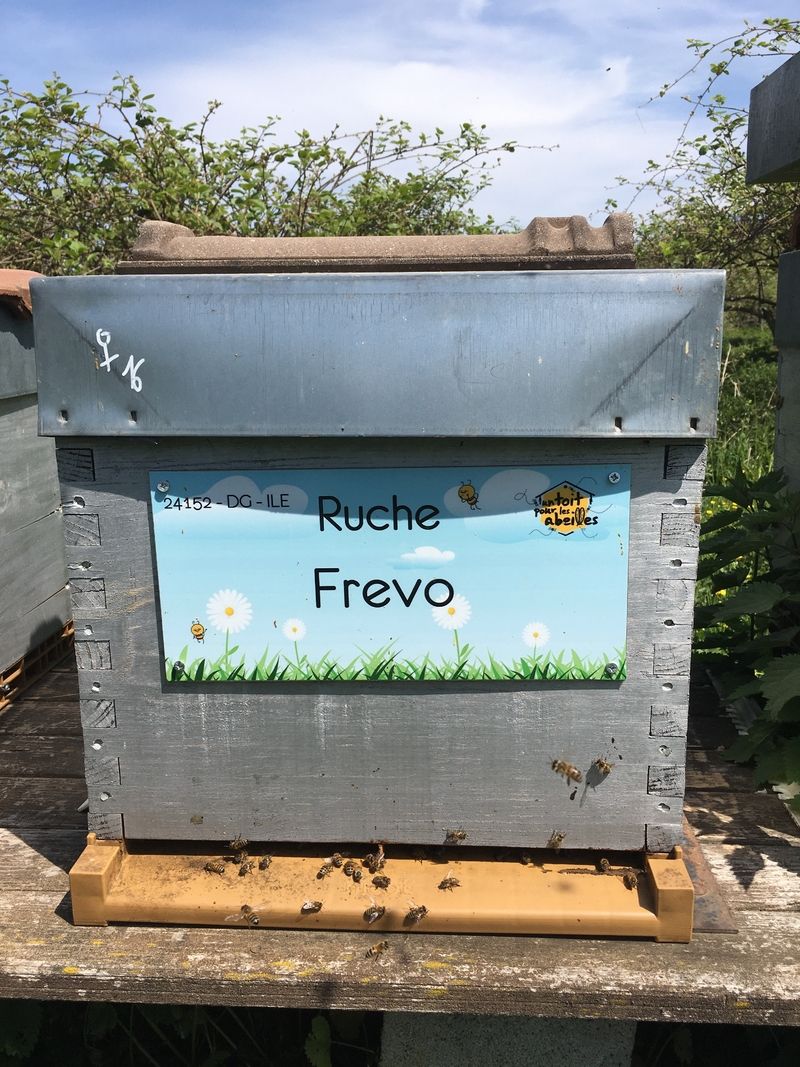 La ruche Frevo