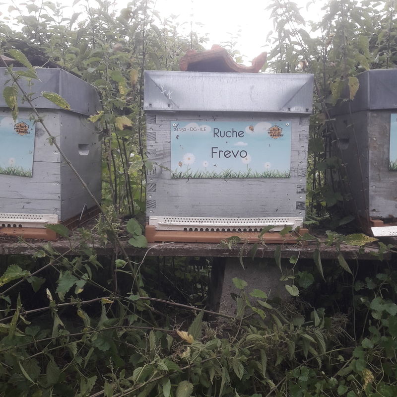 La ruche Frevo