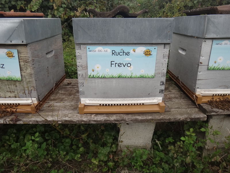 La ruche Frevo