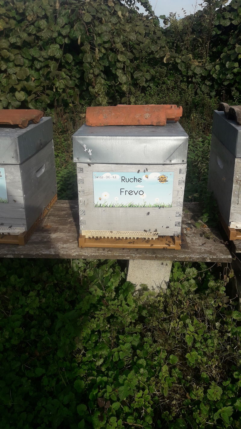 La ruche Frevo