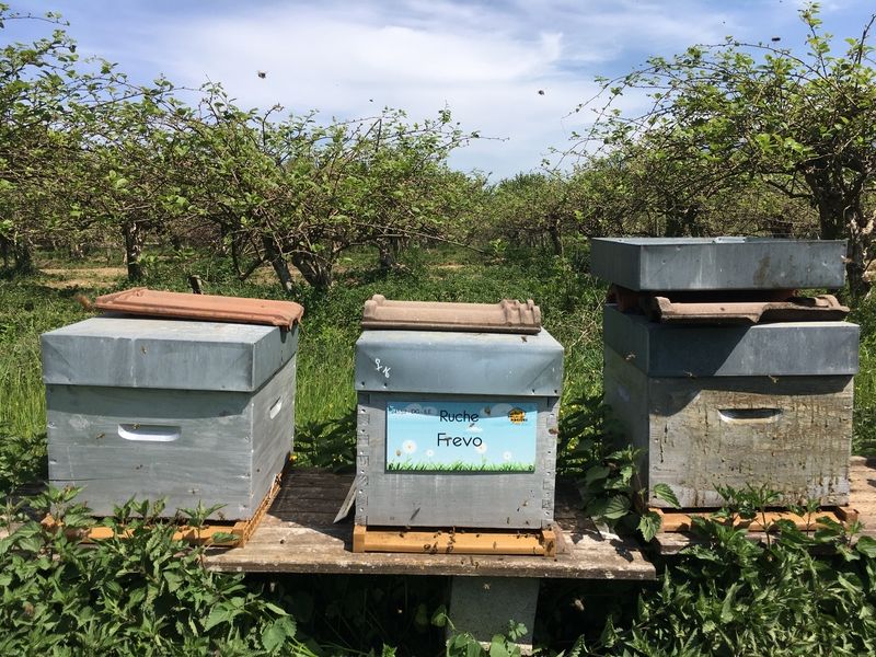 La ruche Frevo