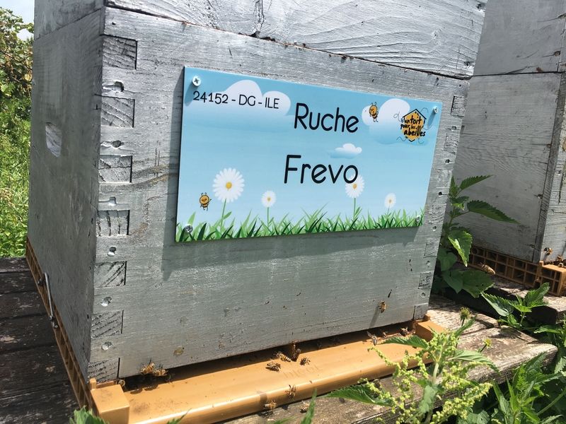 La ruche Frevo