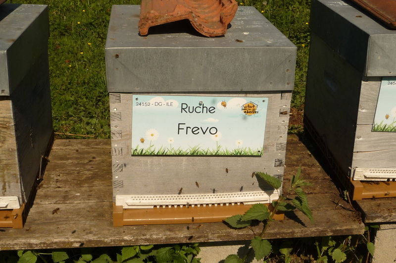 La ruche Frevo
